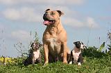 AMSTAFF  ADULT & PUPPIES 084